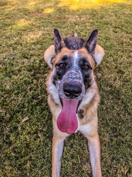 panda german shepherd