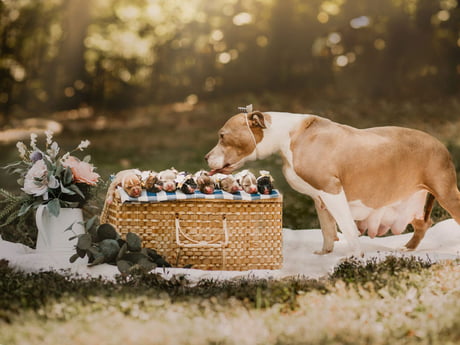 Shelter Gives Formerly Abandoned Pit Bull Her Own Maternity Photo Shoot