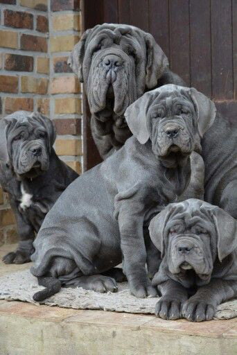 neapolitan mastiff photos