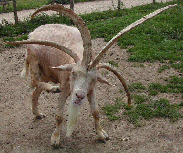 A Goat With Four Horns