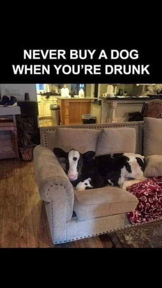 Never buy a dog when you are drunk. - 9GAG