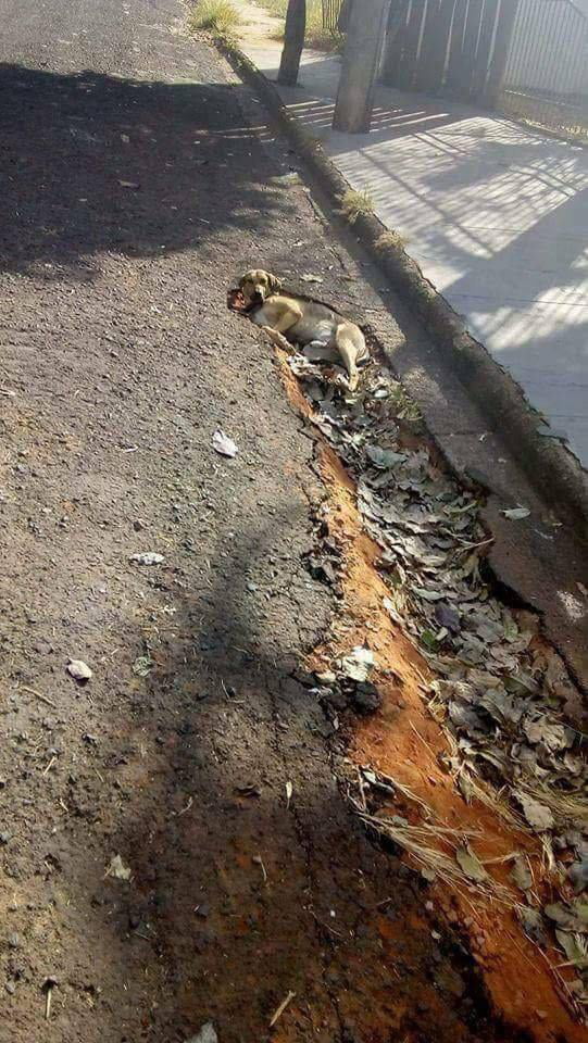 AlIeN pUpPeR cRaSh LaNdS oN eArTh