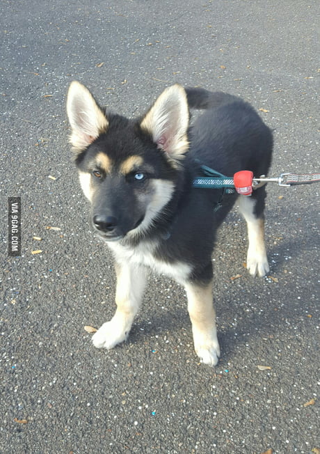 Half husky half store shepherd