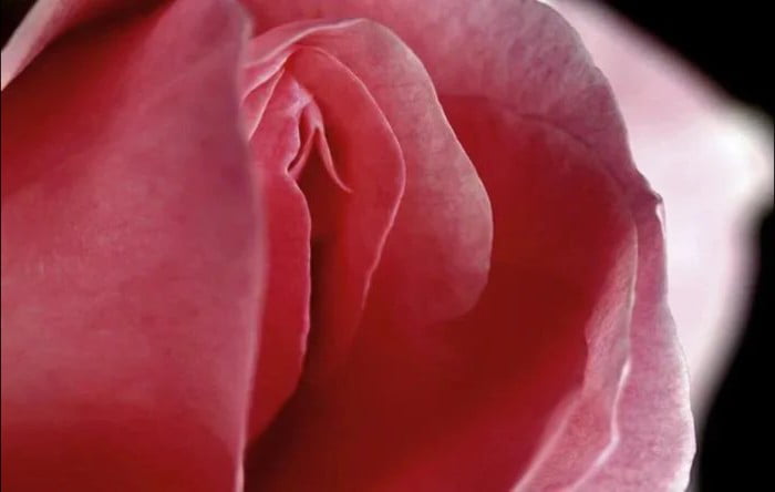 Sharing my flower gallery day 570