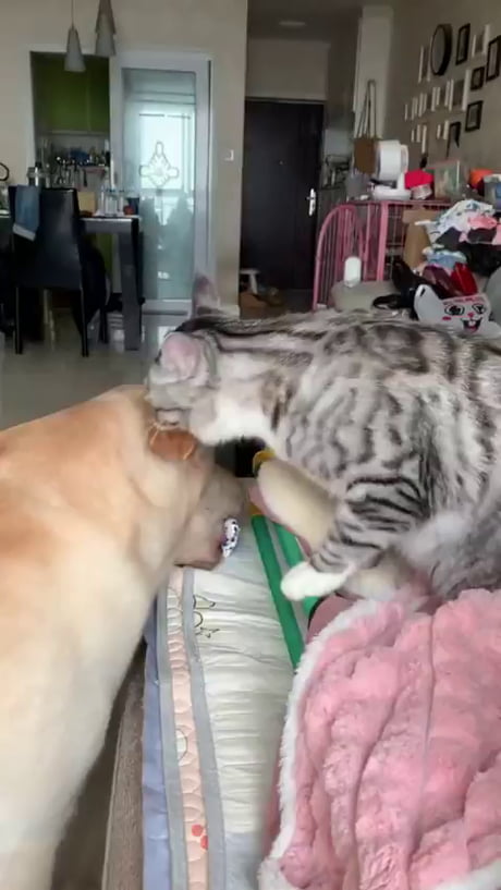 Cats vs dogs