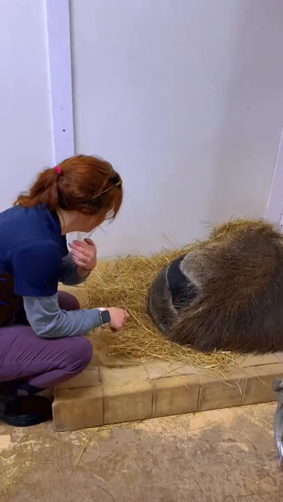 Anteater