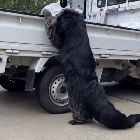 The binturong (or “bear cat”) is a mammal native to Southeast Asia with a furry coat and prehensile tail.