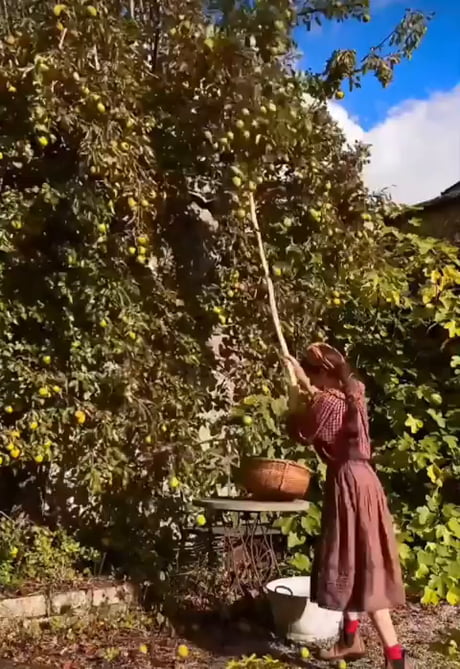 Apple cider process