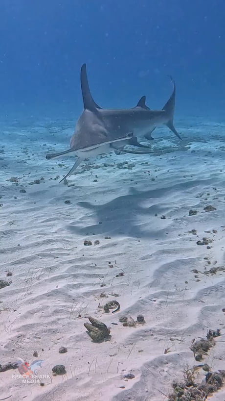 It's NOT a poor-pooss!