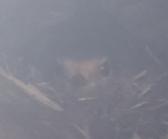 Zur Abwechslung mal was schönes. Ist jetzt das dritte mal dass Vogel in