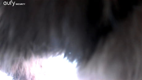 The Last Video I have from my cat. He left on saturday and we never found him again. He was 17 years old.. probably Chose to Go on His final adventure. I Just Wish I knew for certain