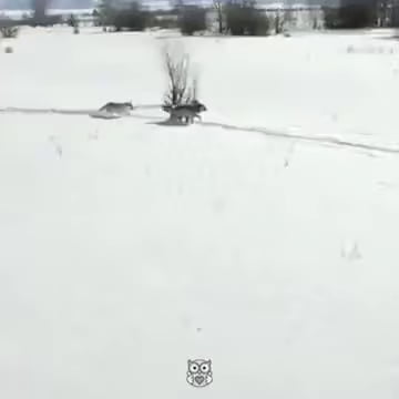 Wolves. You've probably heard this story before but it's a good one and worth a second hearing