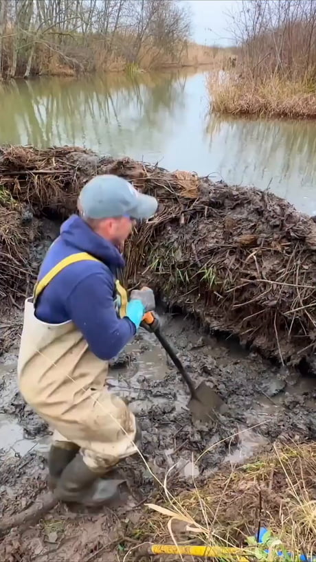 The beavers won't be very amused
