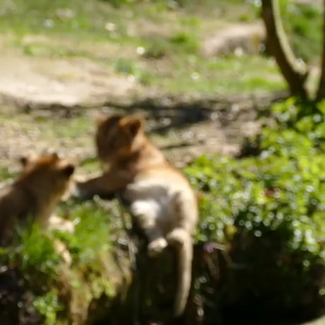 Mama lion to the rescue, what a good mom
