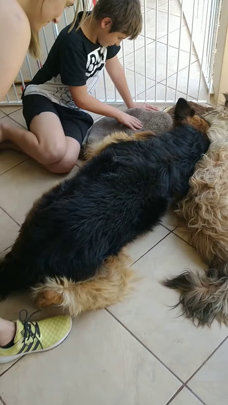 Both dogs got into fights with porcupines and needed to be put under anesthesia to remove the quills. The German Shepherd woke up first and thought his friend was dead. But his friend is okay, just sleeping. That's the kind of friend I'd love to have. We don't deserve dogs.