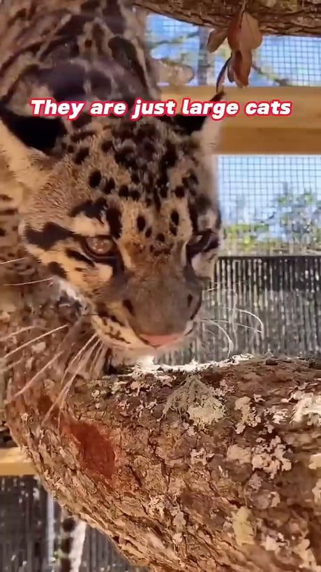 If not fren, why fren shaped