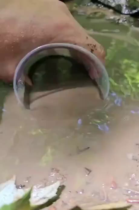 Creedence Clearwater survival, be ready for the apocalypse