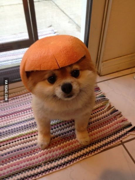 dog fruit hat