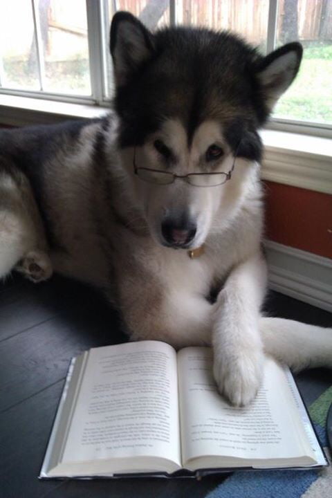 You have been visited by studious doggo, upvote to survive in upcoming exams