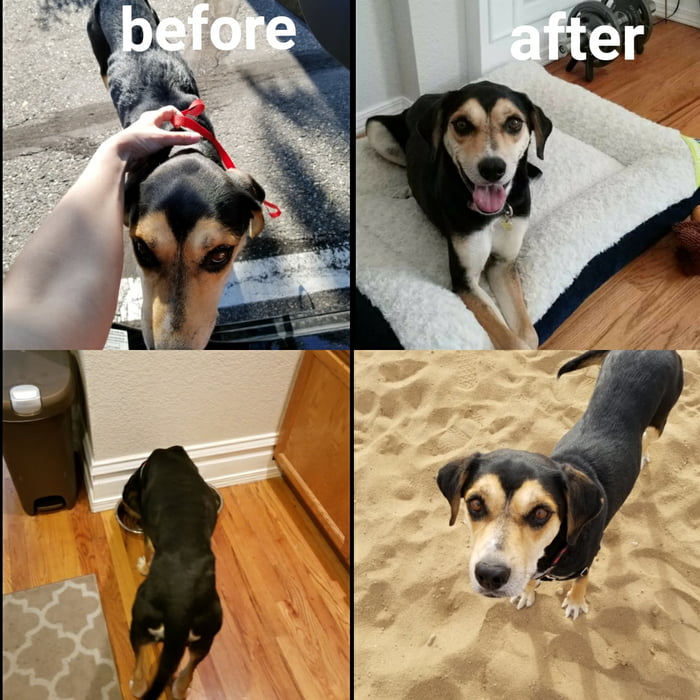 Meet Molly - from skinny and scared to full and happy