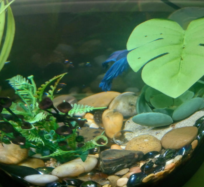 Fish hiding "underneath" plant to sleep 9GAG