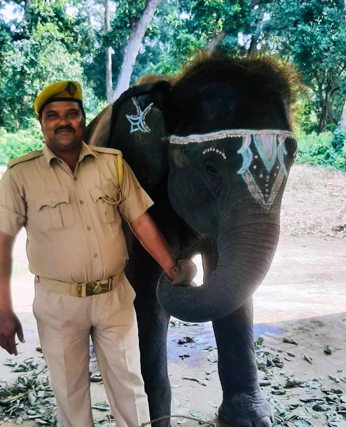 Meet Durga, she got abandoned in 2018 near Najibabad jungles (UP, India). She was very badly stung by honey bees. She had to be rescued and brought to Dudhwa National park for care. Now she is 4 plus and doing good. She has a very strong bond with her car