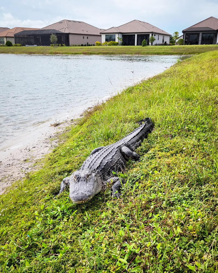 Alligator In Florida Yard Whats In Your Yard Today 9gag