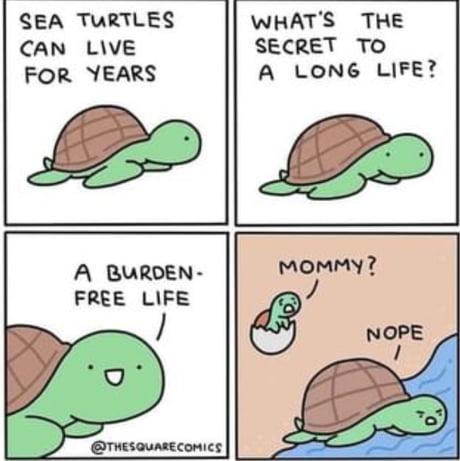 Best Funny turtle Memes - 9GAG