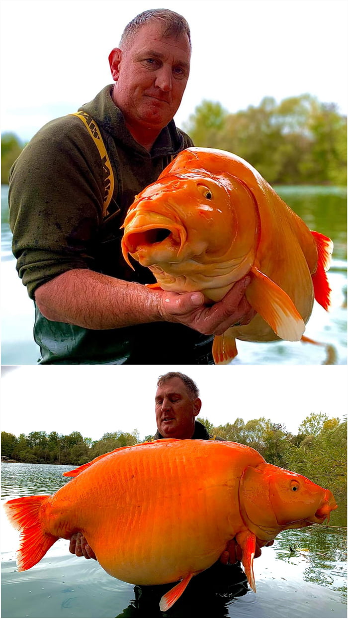 An Angler Recently Caught One Of The World s Largest Goldfish At A an-angler-recently-caught-one-of-the-world-s-largest-goldfish-at-a