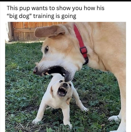 I feel like my dog just became a meme. Corny Country Doggo - 9GAG 