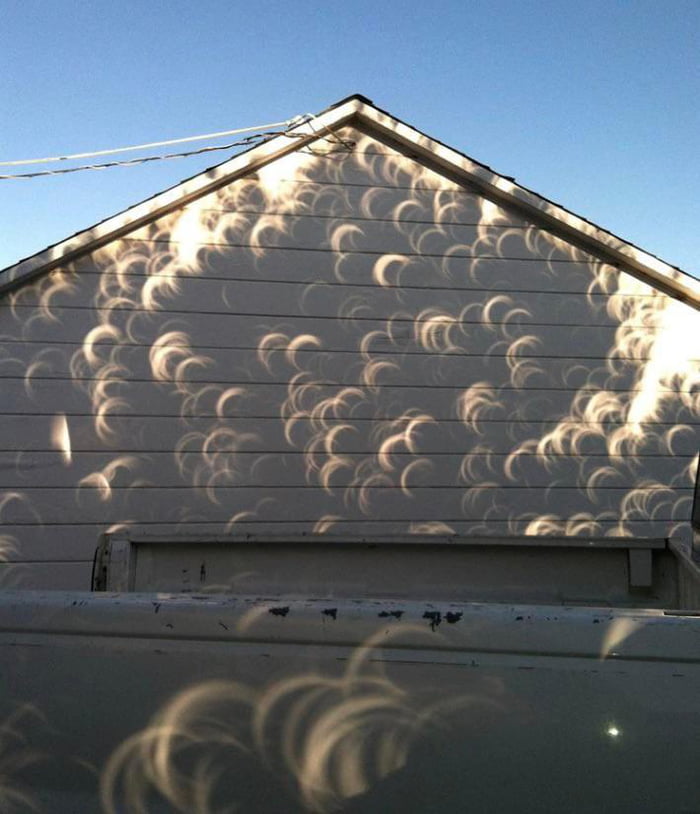 Shadow of a tree during an eclipse