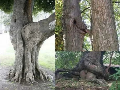 Seks in tree