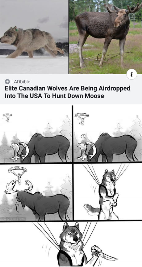 FARK.com: (13750936) The reintroduction of wolves into Yellowstone Park ...