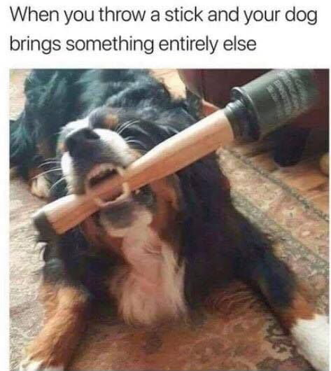 Good boy!