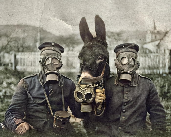 Two German soldiers and their mule wearing gas masks in World War One. c.1916