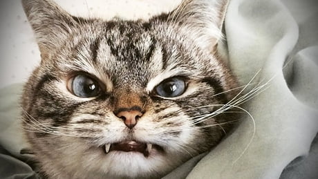 Cute angry cat - 9GAG