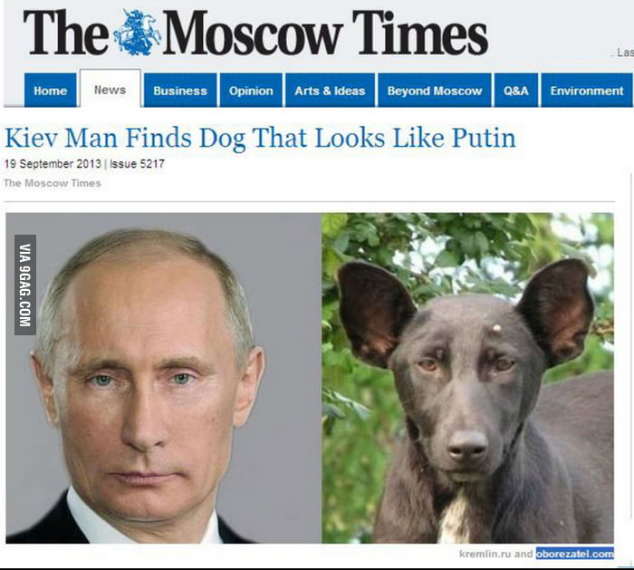 A Dog That Looks Like Putin 9GAG