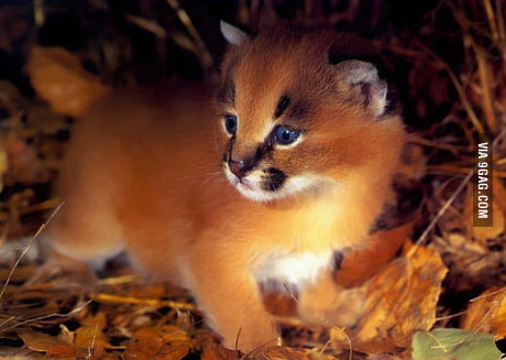 baby caracals