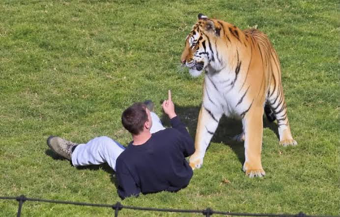 Tiger That Mauled Man To Death At Wildlife Park Will Not Be Euthanised, Park Confirms