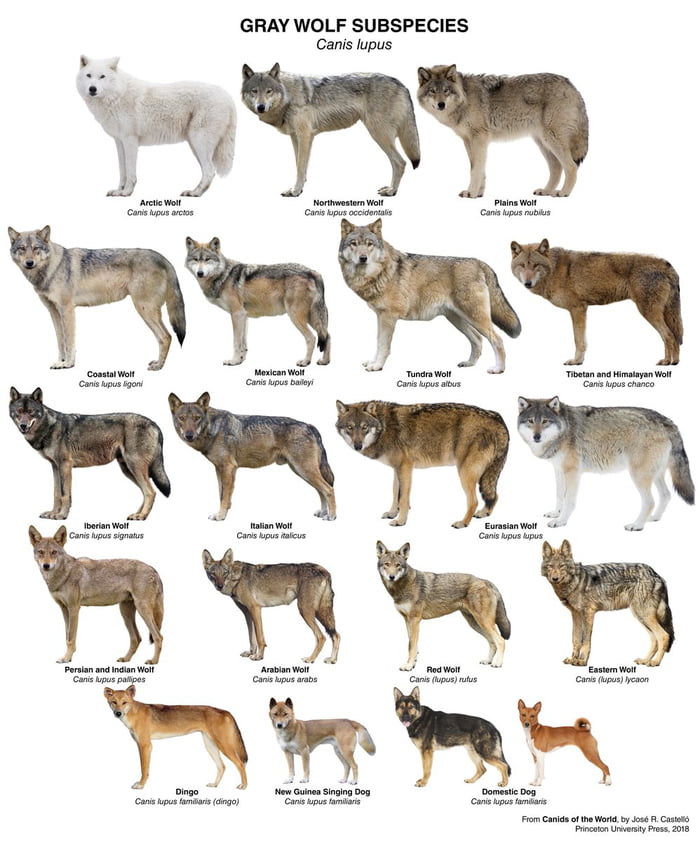 Gray Wolf Subspecies - 9GAG