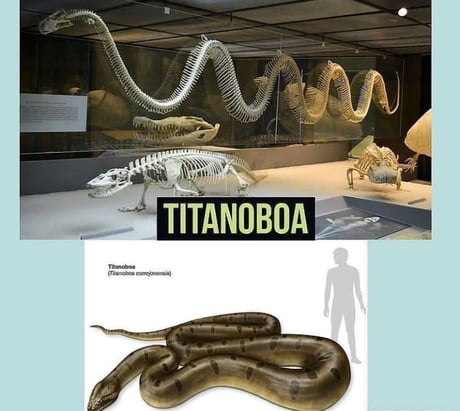 Titanoboa is an extinct species of snake who grow to 42 feet in length an  weighted close to 5,000lbs. - 9GAG
