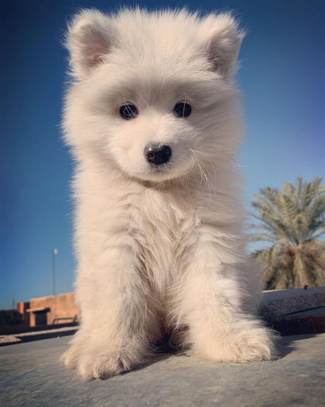 Baby Polar Bear 9gag Baby Polar Bear 9gag