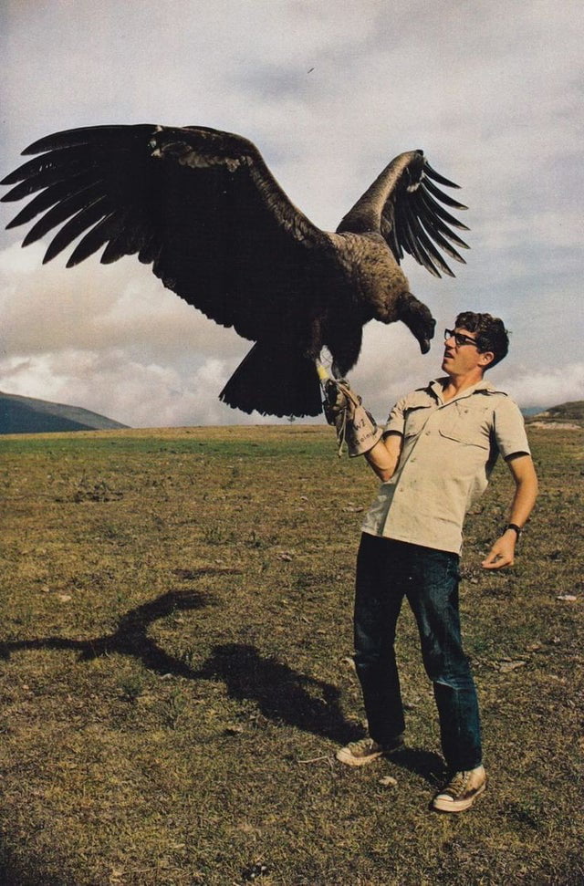 The Size of an Andean Condor Compared to a Human - 9GAG