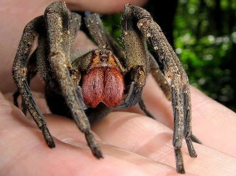 His is the Brazilian Wandering spider when bitten the venom