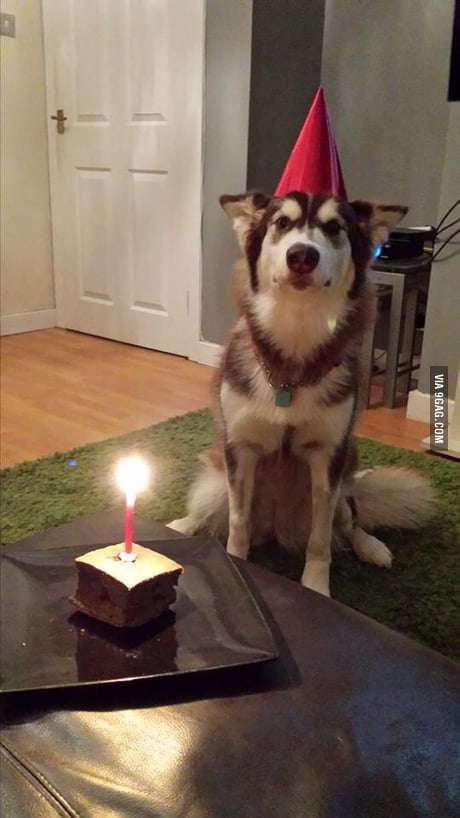 my dogs first birthday