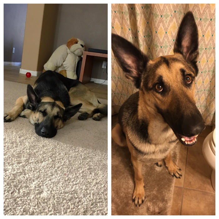 We rescued Clutch in October, a severely underweight German Shepherd in desperate need of love, affection, and companionship. As of today, he is 20 lbs heavier and wears this smile wherever he goes!