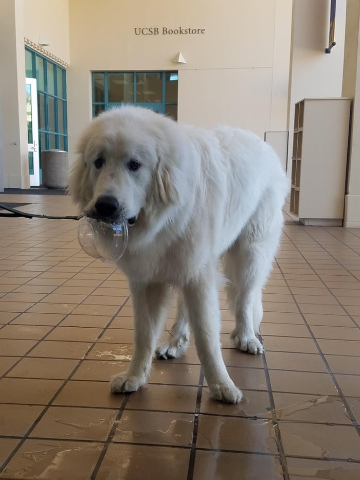 The sweetest boye visited us at work today. We gave him a water bowl.