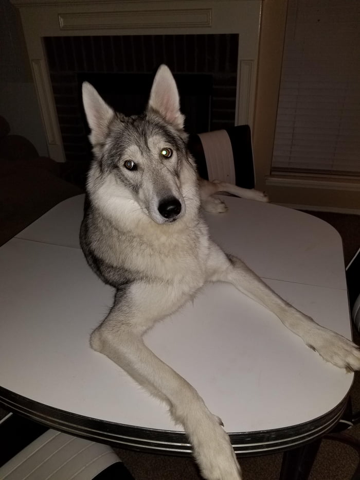 Is Doggo or is tableware?