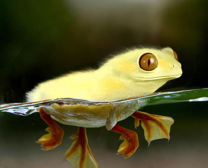 How would you name this creature? Fruck? Drog? Duog?