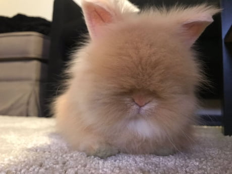 teddy dwarf rabbit